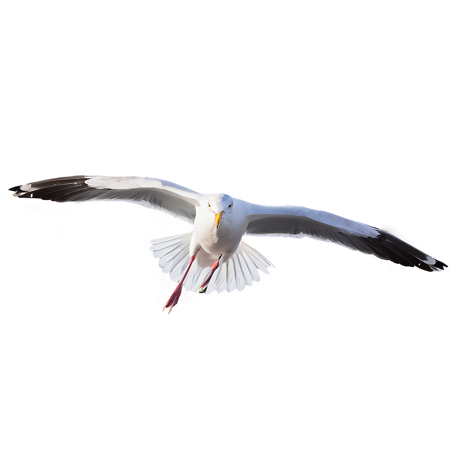 Gull Gliding In Sky Png 82 PNG Image