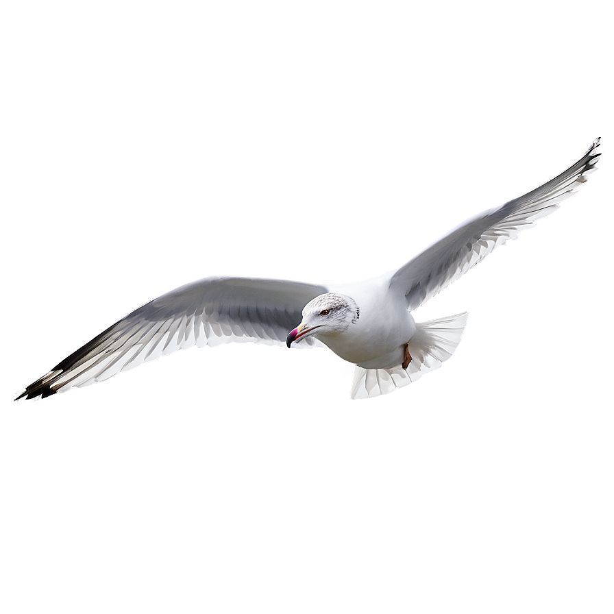 Gull Gliding In Sky Png Jpu PNG Image