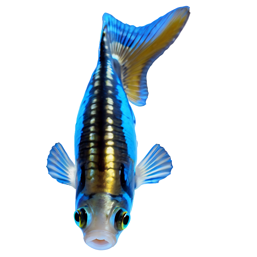 Guppy Fish Png Nbt PNG Image