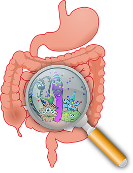 Gut Flora Under Magnifying Glass PNG Image