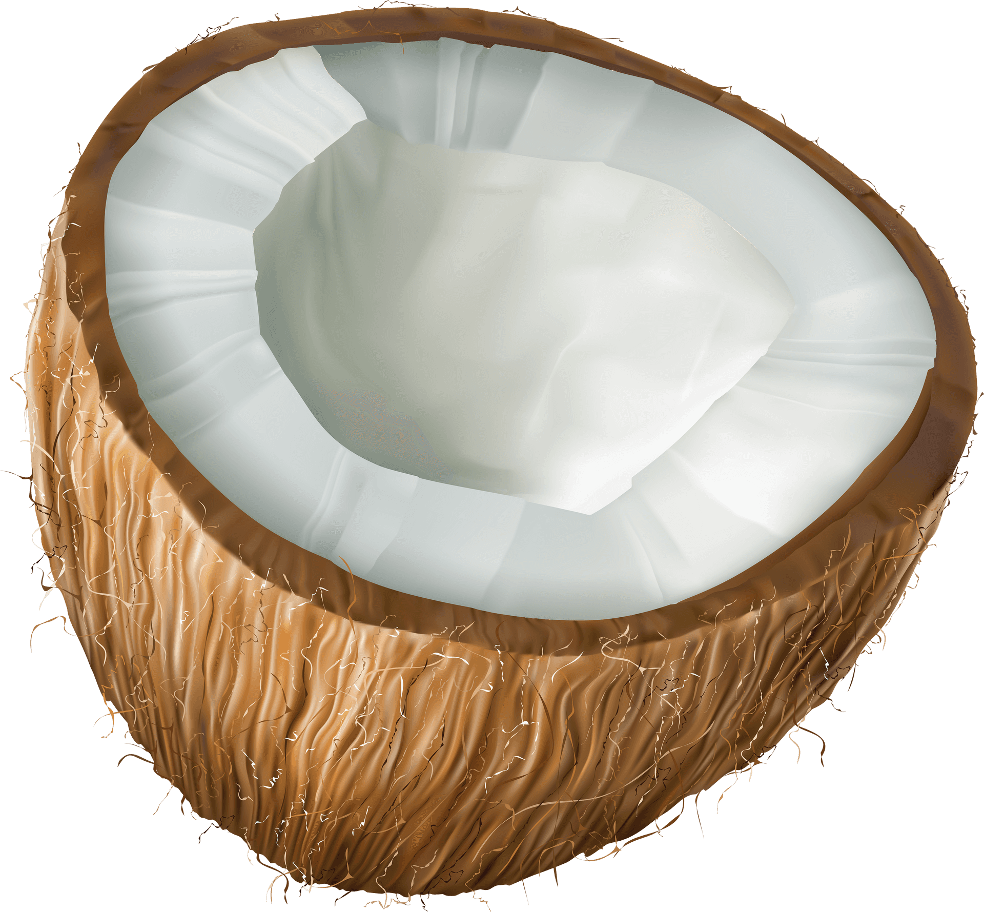 Half Coconut Section Illustration PNG Image