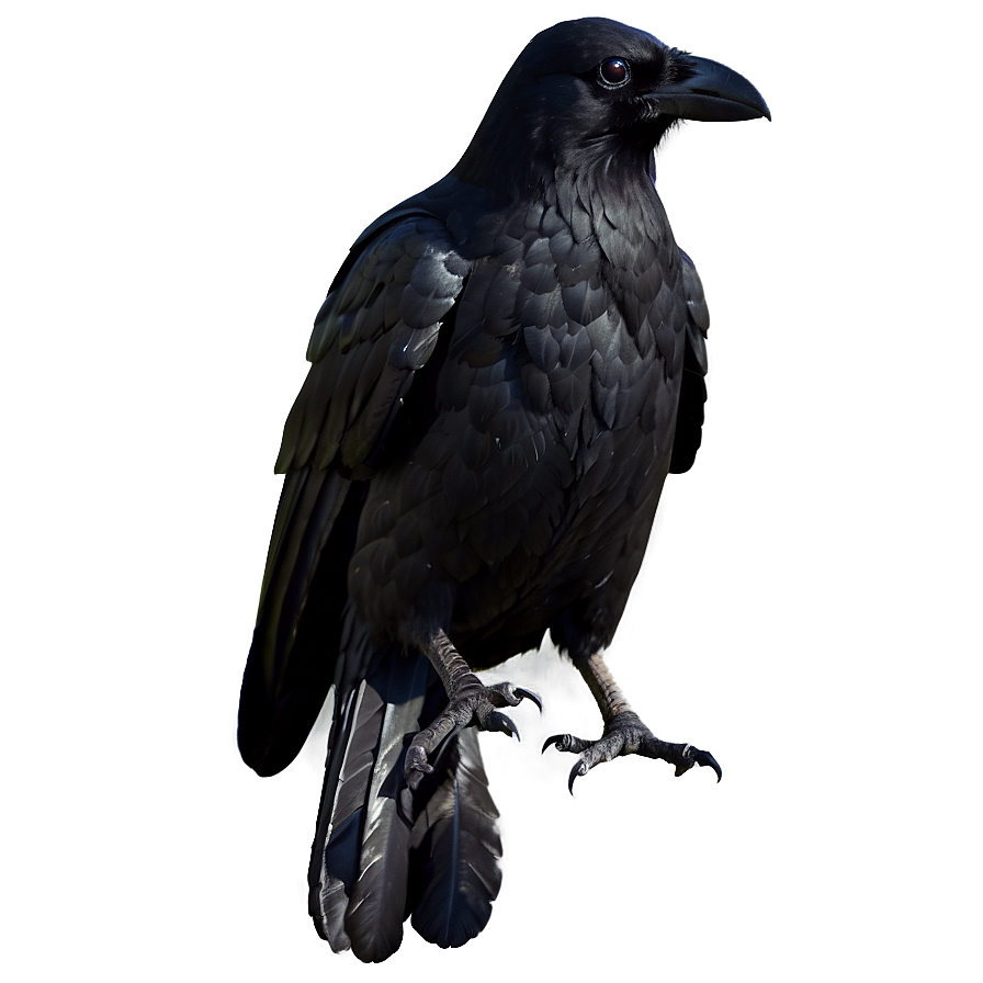 Halloween Crow Png 04292024 PNG Image