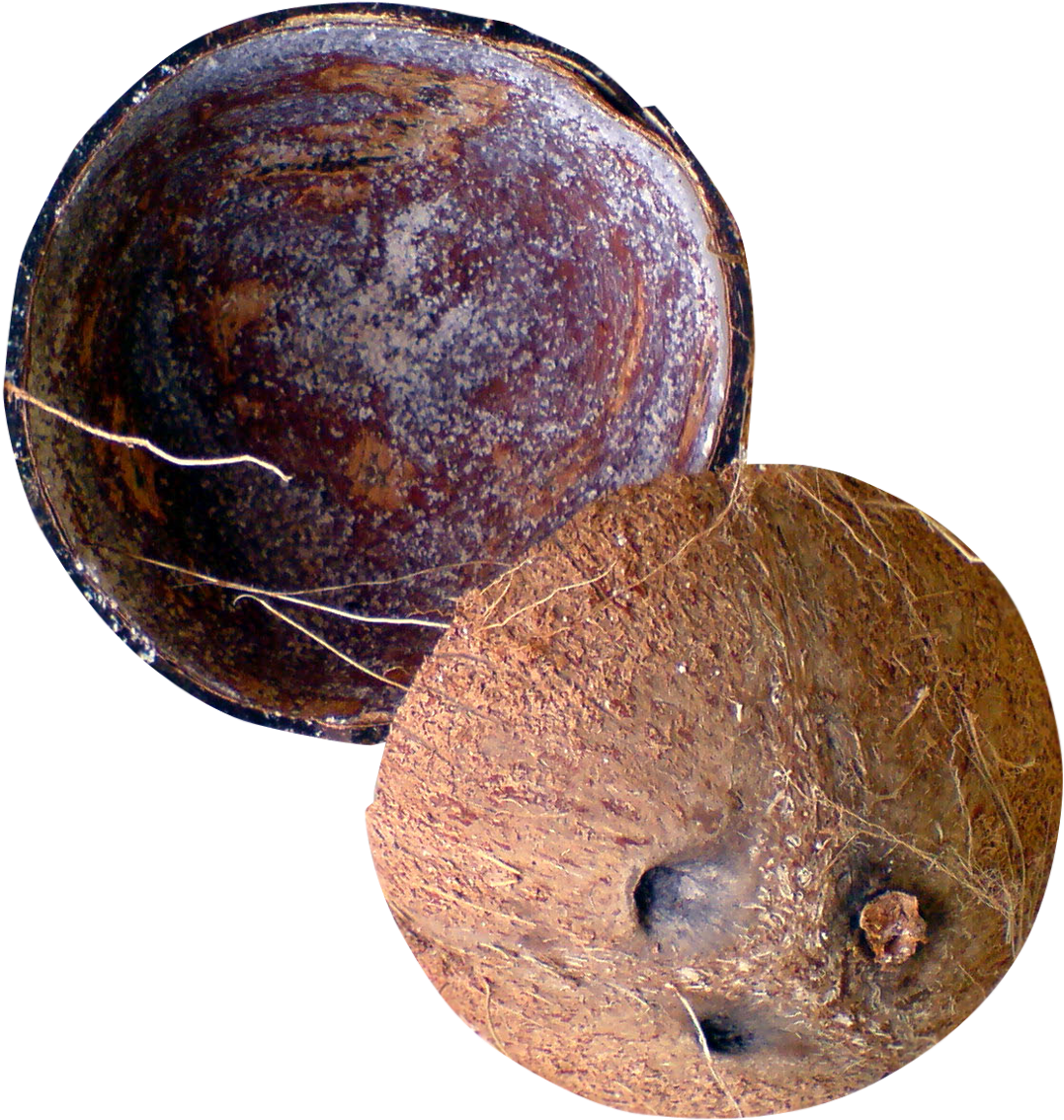 Halved Coconut Shell Texture PNG Image