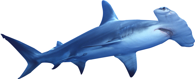 Hammerhead Shark Swimming PNG Image