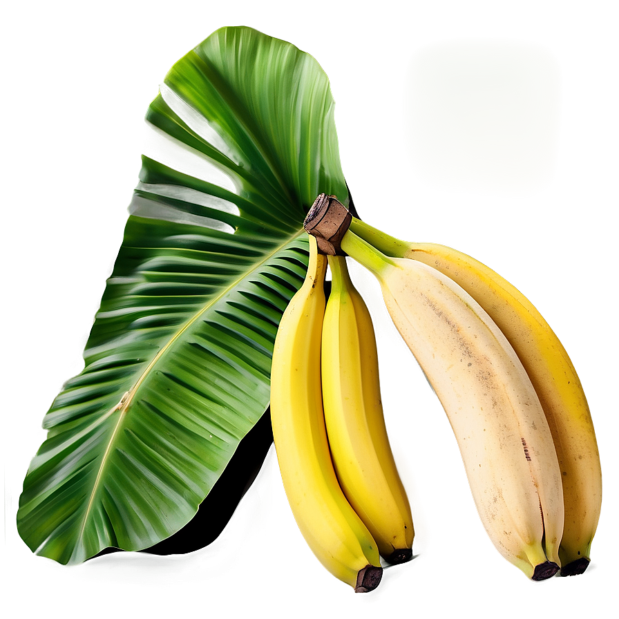 Hand-drawn Banana Leaf Png Fqu PNG Image