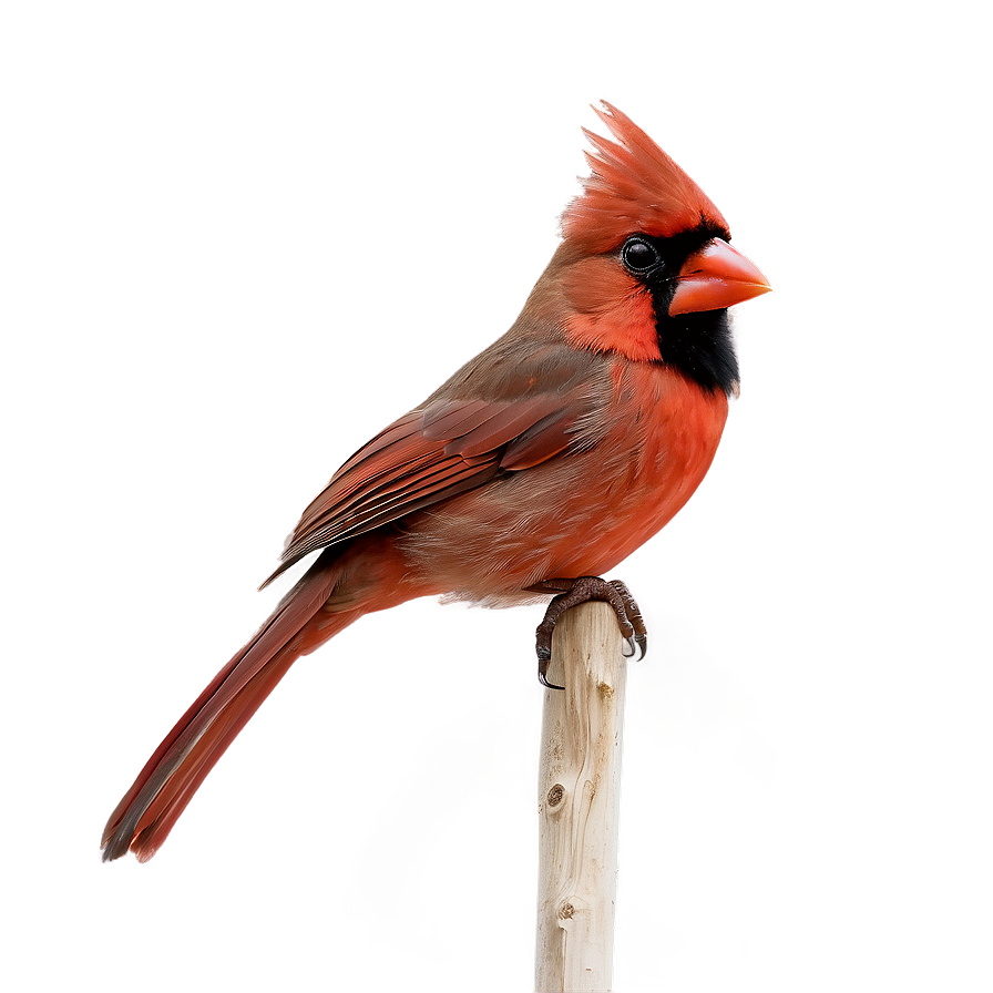 Hand Drawn Cardinal Png 05242024 PNG Image