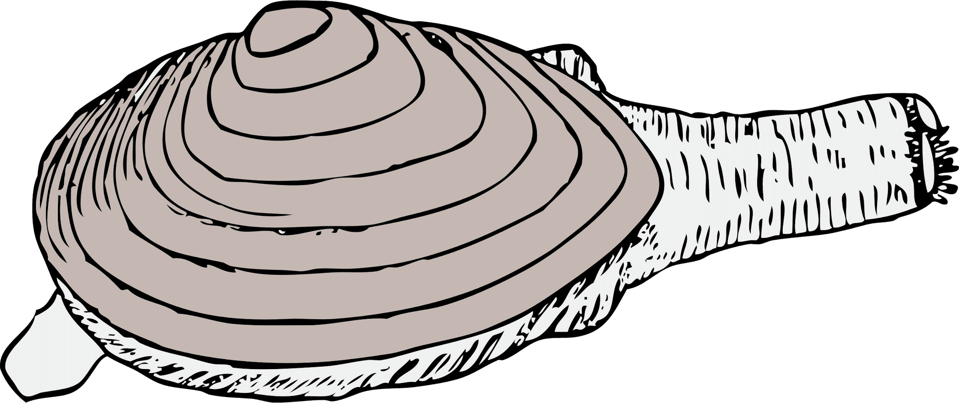 Hand Drawn Clam Shell Illustration PNG Image