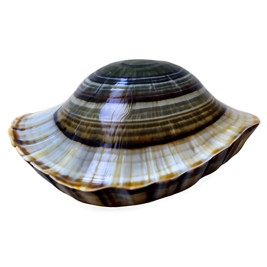 Hand Drawn Clam Shell Png Bba84 PNG Image