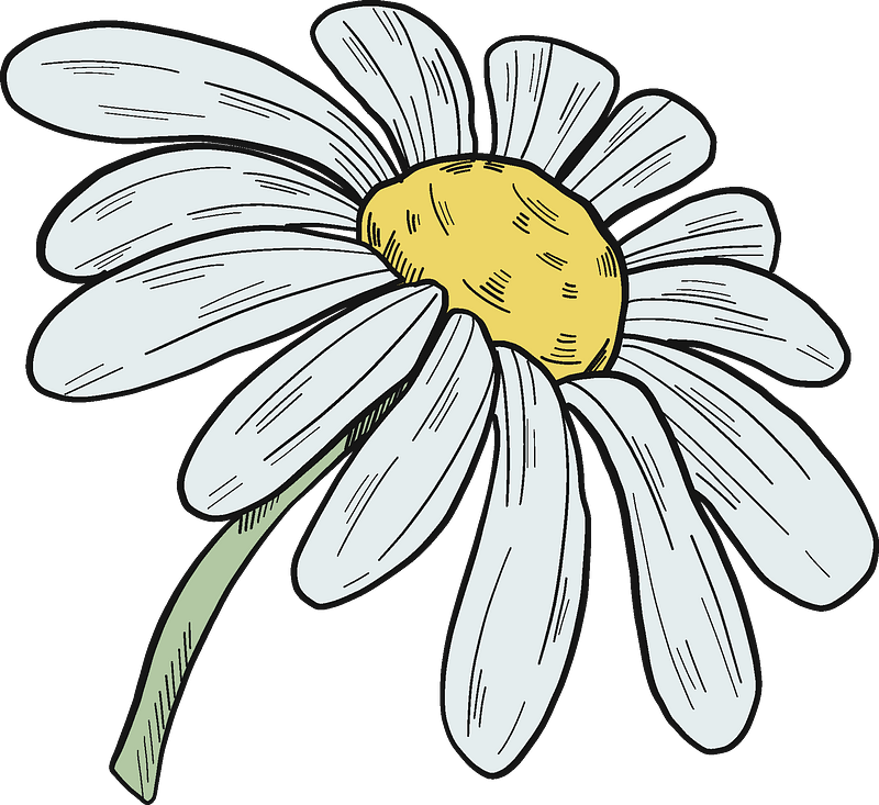 Hand Drawn Daisy Illustration PNG Image