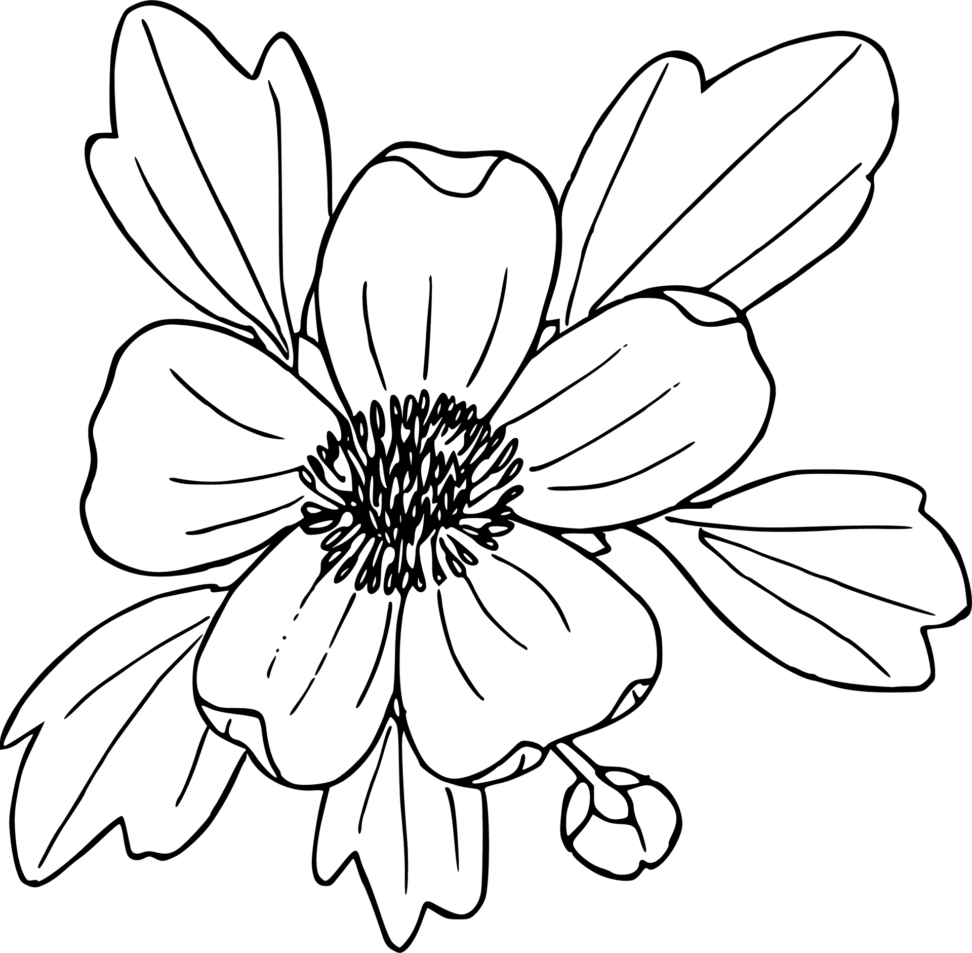 Hand Drawn Flower Sketch PNG Image