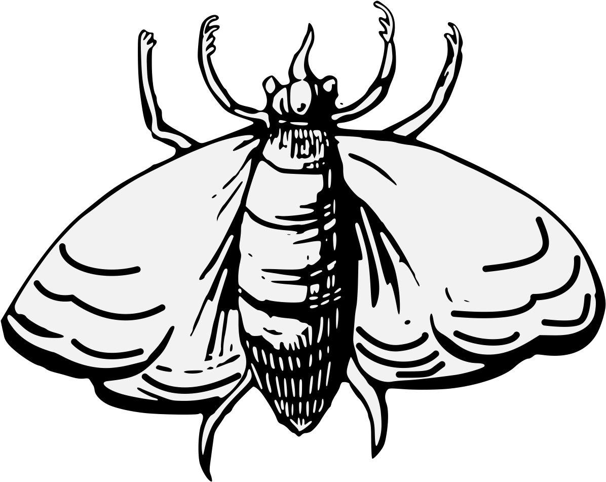 Hand Drawn Moth Illustration PNG Image