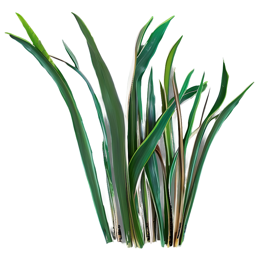 Hand Drawn Seagrass Png Gnn44 PNG Image