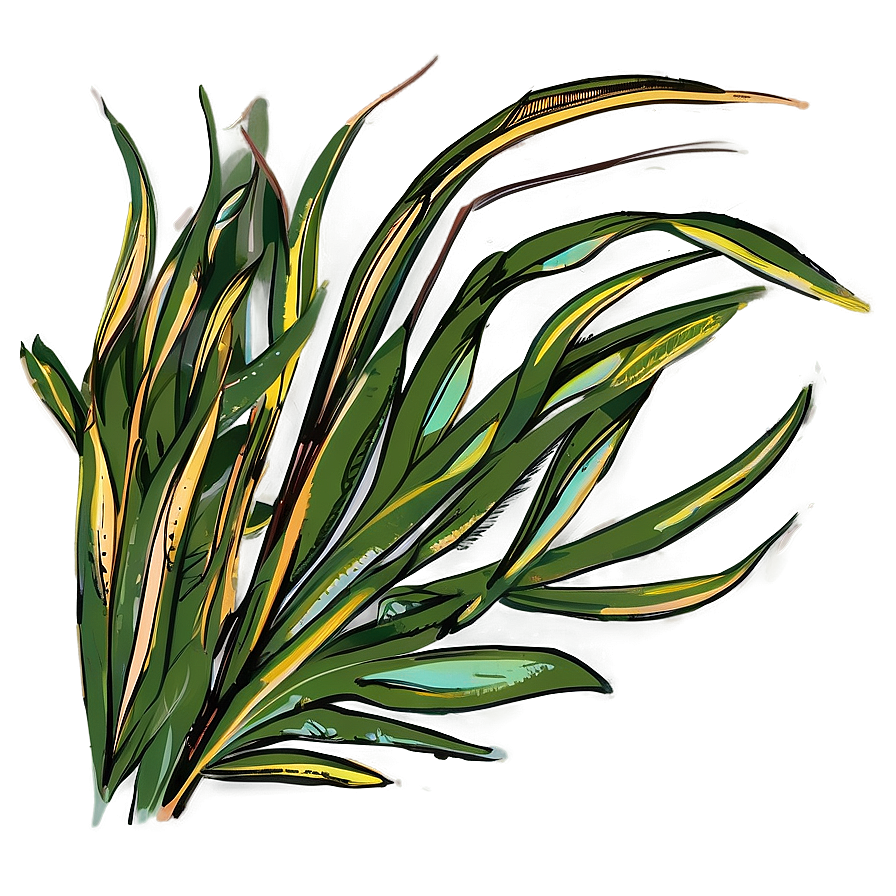 Hand Drawn Seagrass Png Ikq PNG Image