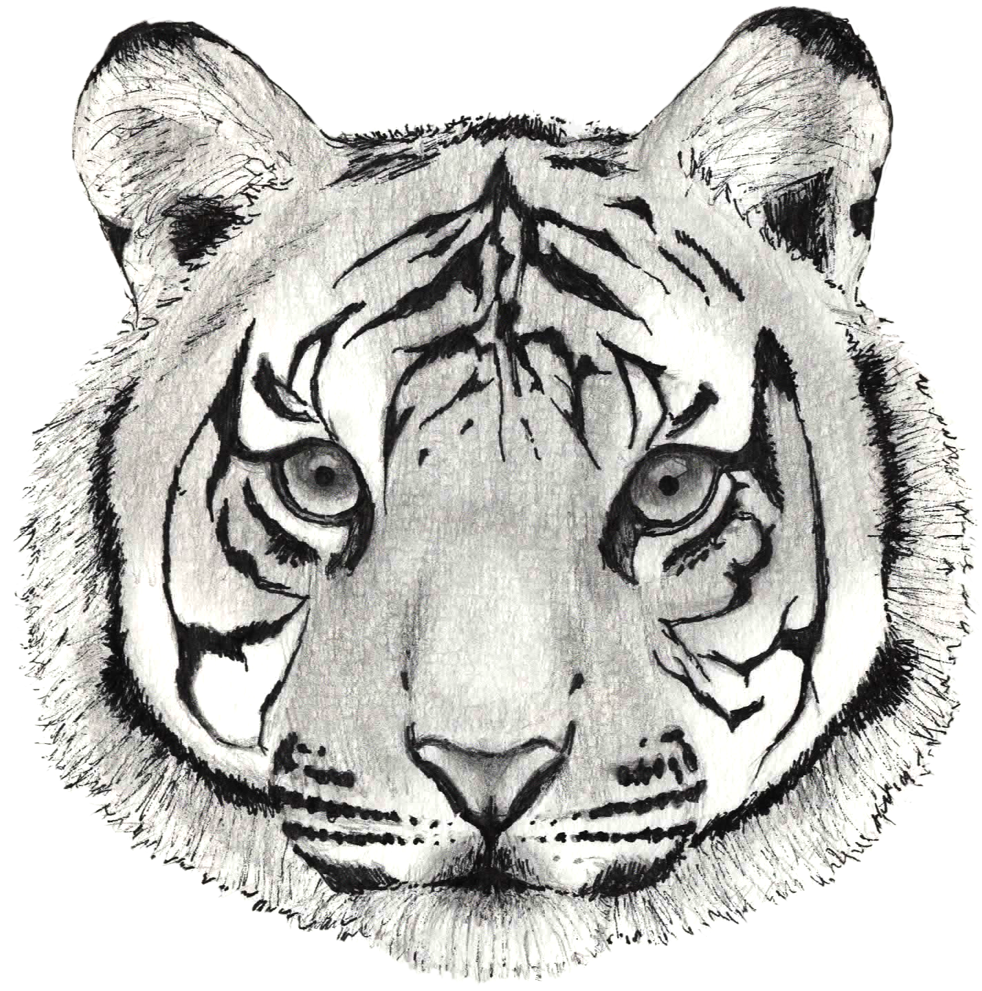 Hand Drawn Tiger Face Sketch PNG Image