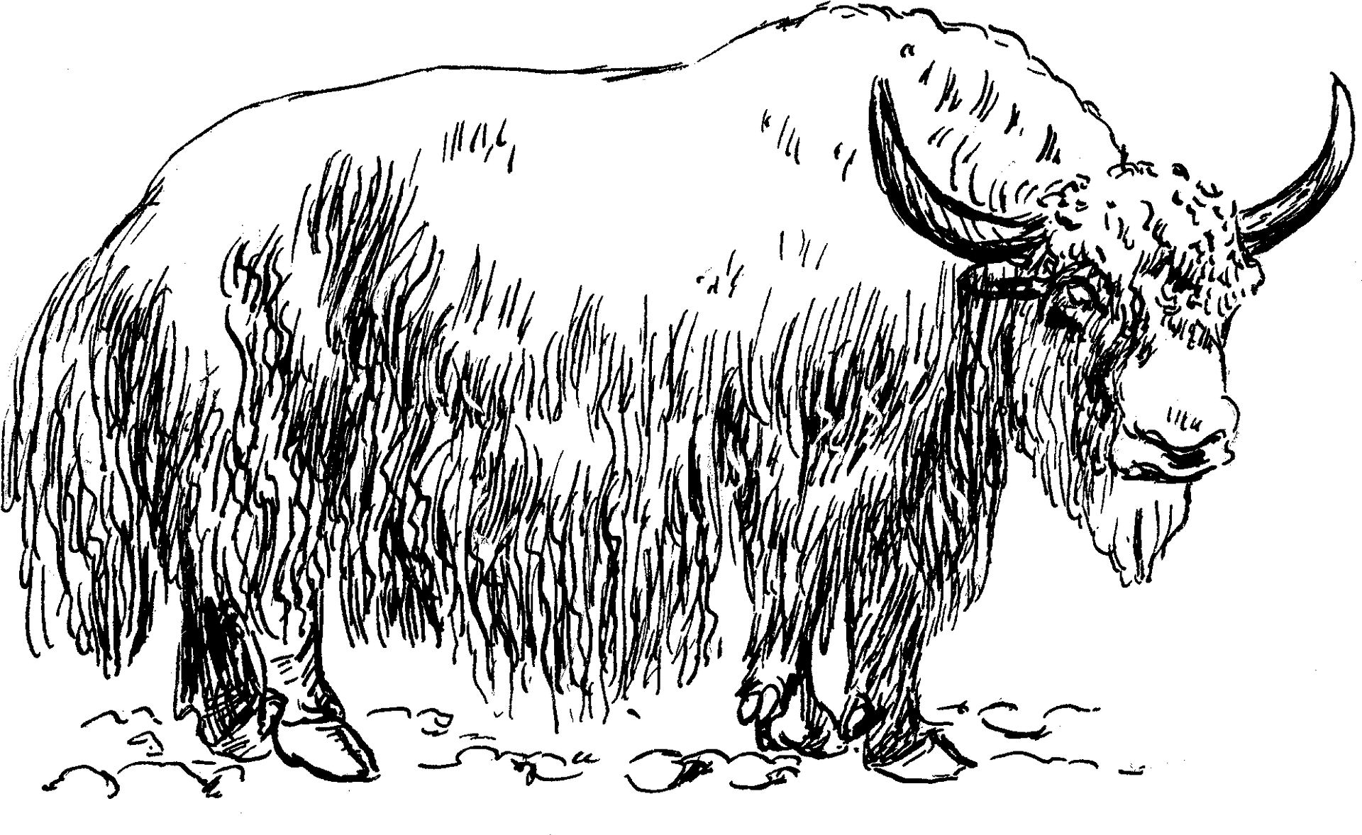 Hand Drawn Yak Illustration PNG Image