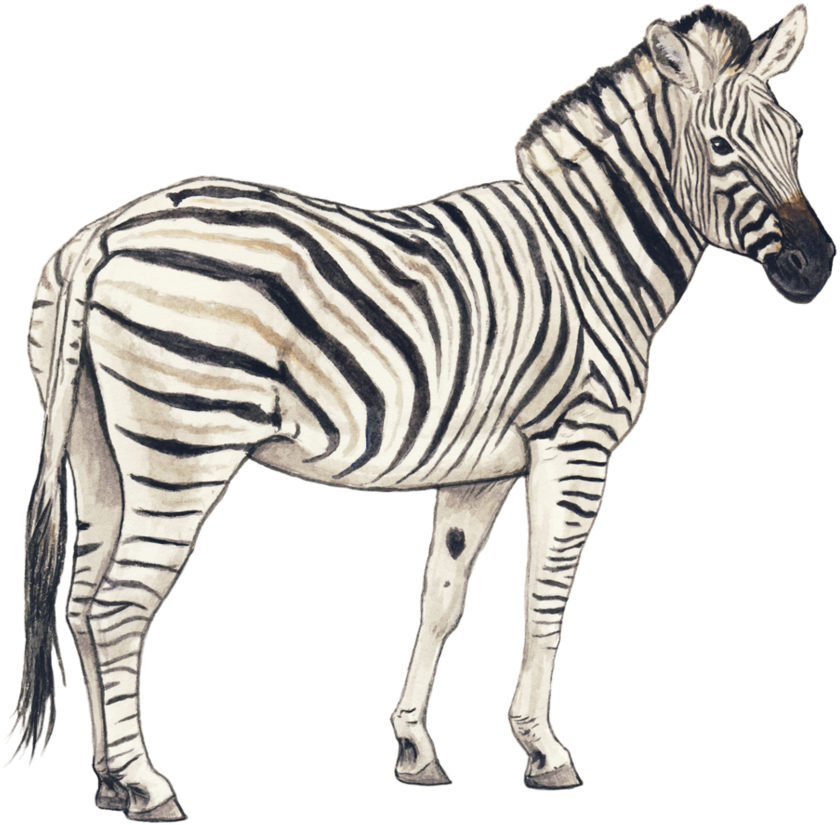 Hand Drawn Zebra Illustration PNG Image