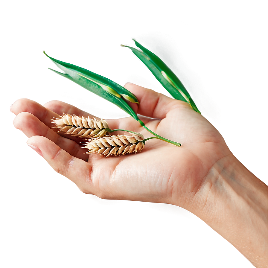 Hand Holding Wheat Png Igu PNG Image