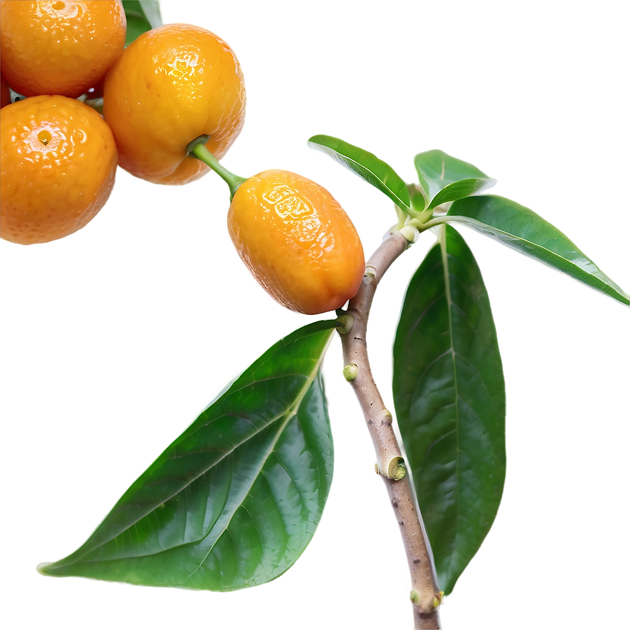 Handpicked Kumquat Png Lfk PNG Image