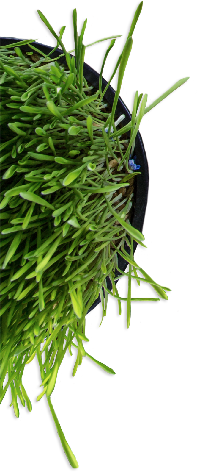 Hanging Green Houseplant Top View.png PNG Image