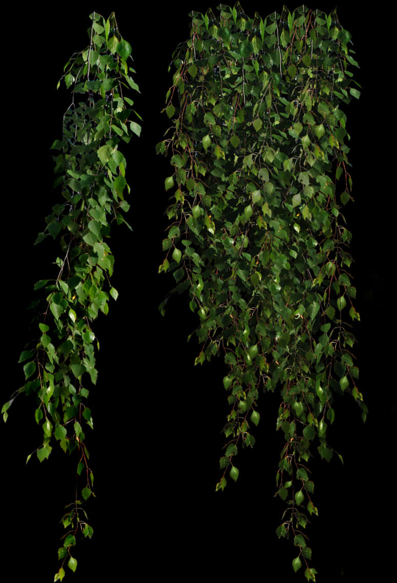 Hanging Green Leaves Black Background.jpg PNG Image