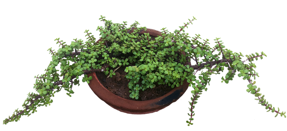 Hanging Green Plantin Terracotta Pot PNG Image