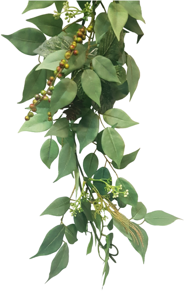 Hanging Green Plantwith Berries PNG Image