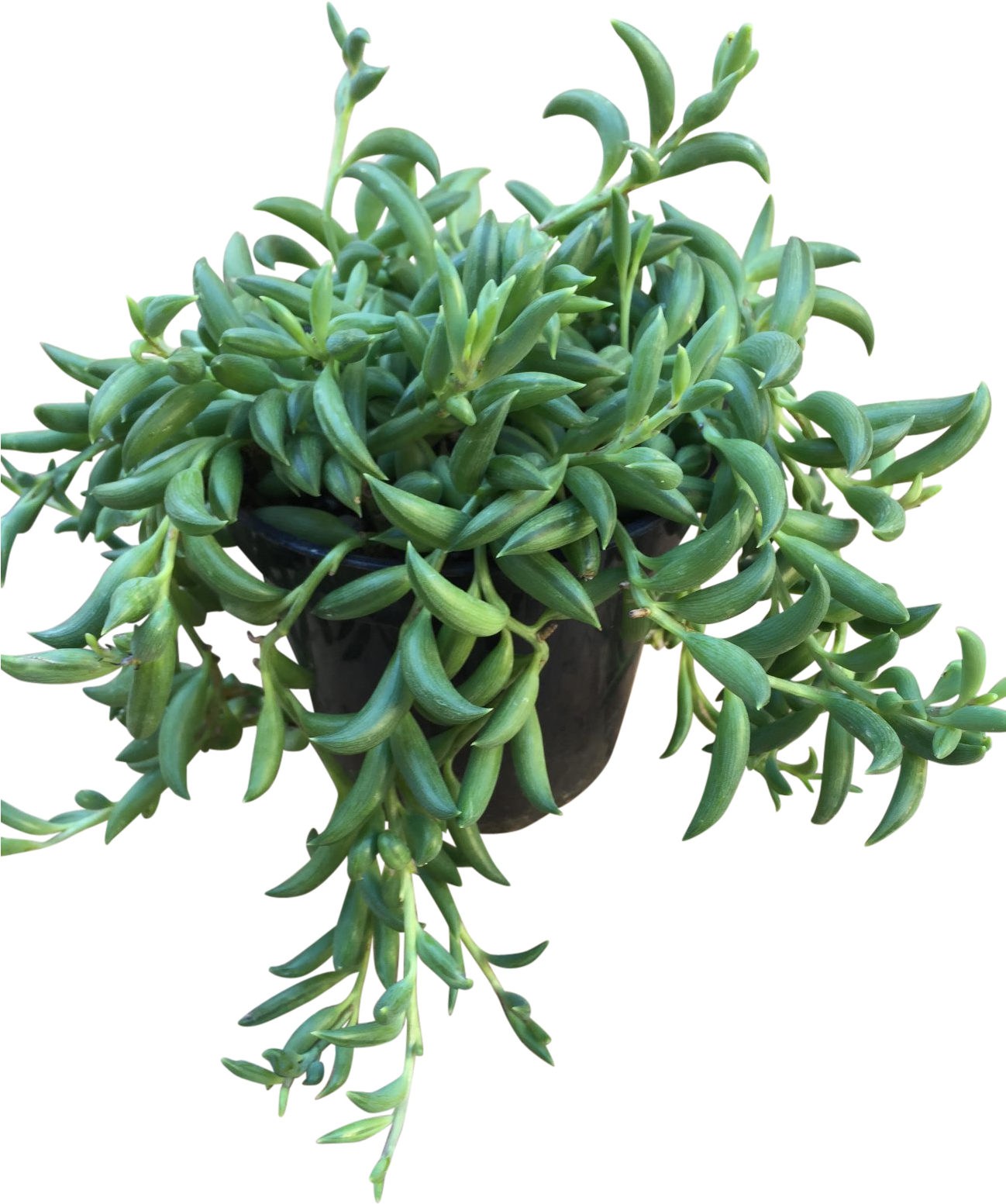 Hanging Green Succulent Plant PNG Image