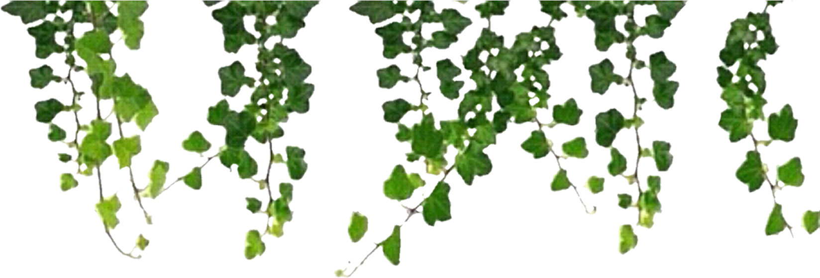 Hanging Green Vine Leaves PNG Image