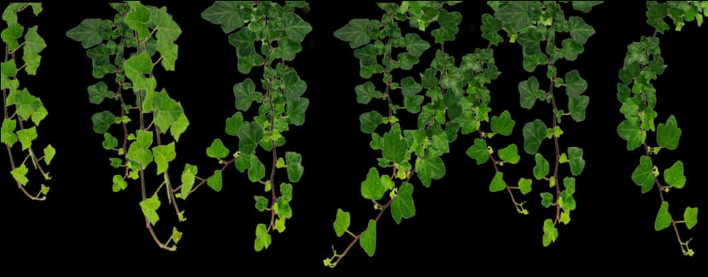 Hanging Green Vines Black Background PNG Image