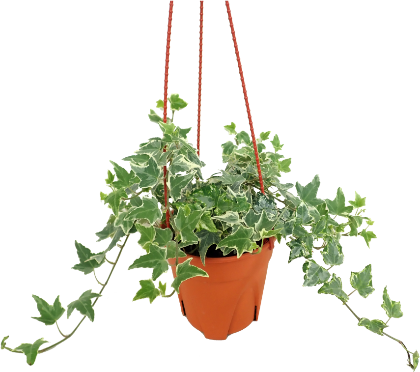 Hanging Ivy Plant Pot PNG Image