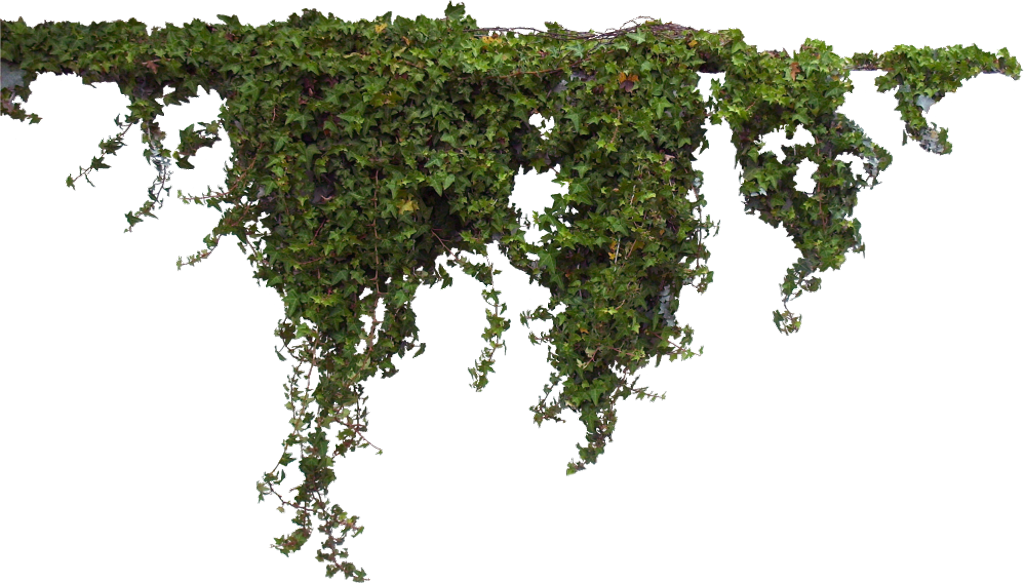 Hanging Ivy Transparent Background PNG Image