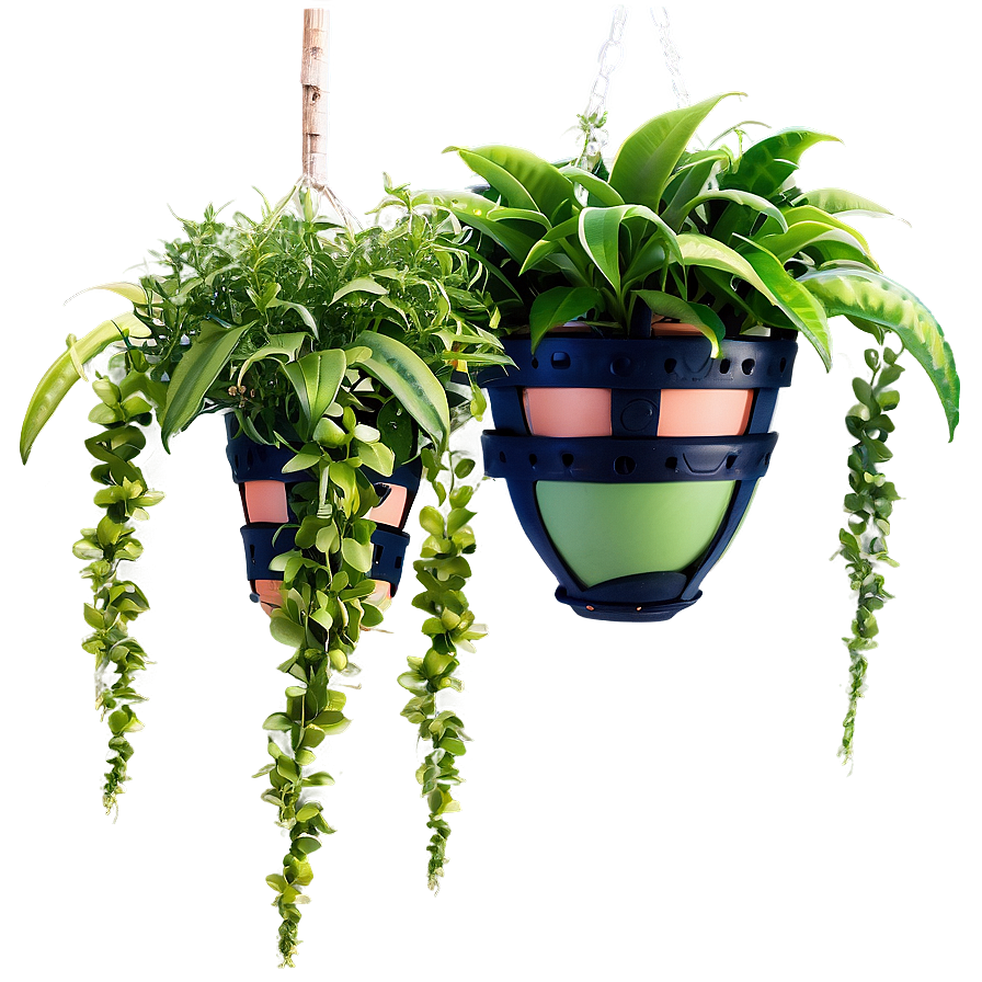 Hanging Plants Png Nrm PNG Image