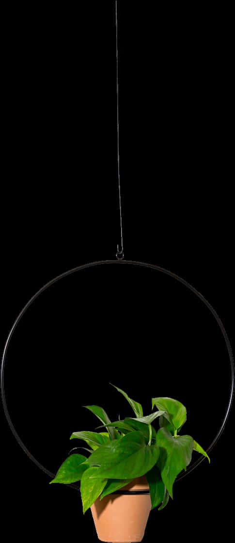 Hanging Pothos Plant Black Background.jpg PNG Image