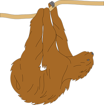 Hanging Sloth Cartoon PNG Image