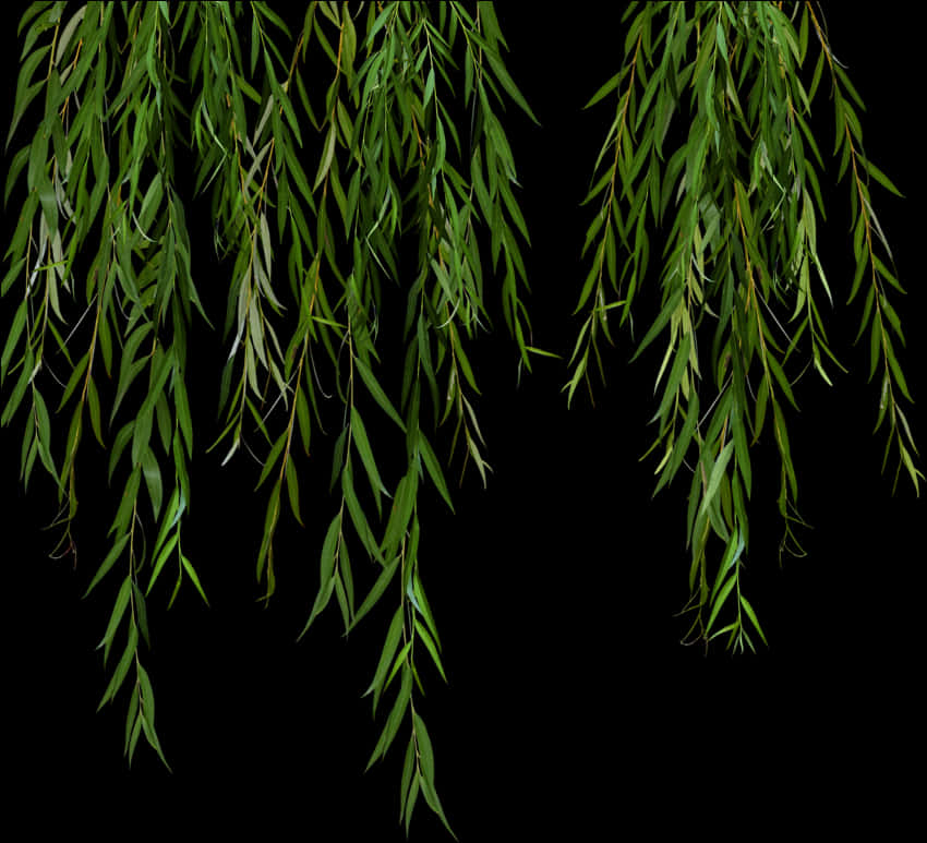 Hanging Willow Leaves Black Background PNG Image