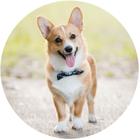 Happy Corgi Outdoors.jpg PNG Image