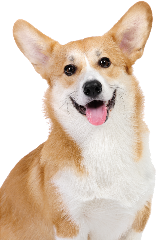 Happy Corgi Portrait PNG Image