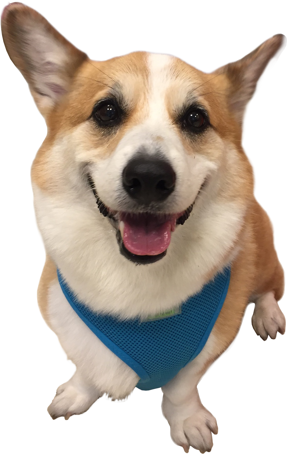 Happy Corgiin Blue Harness.png PNG Image