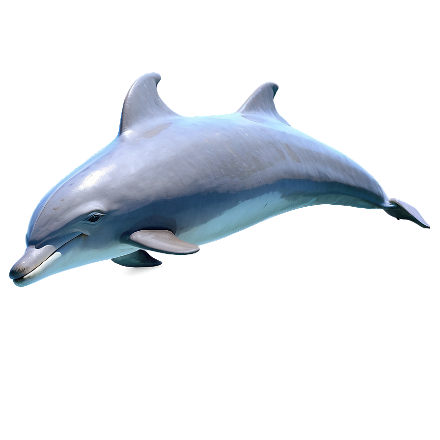 Happy Dolphin Png Iam78 PNG Image