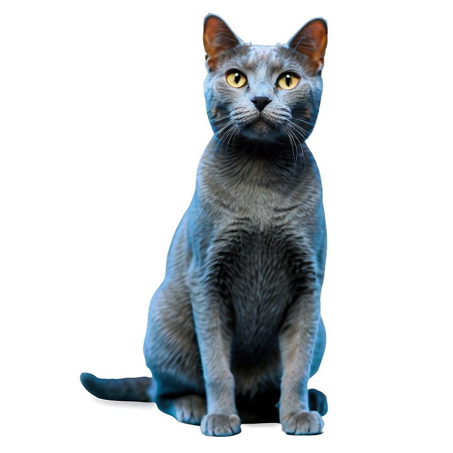 Happy Grey Cat Png 23 PNG Image