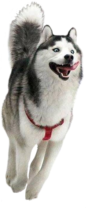 Happy Husky Joyful Stride PNG Image