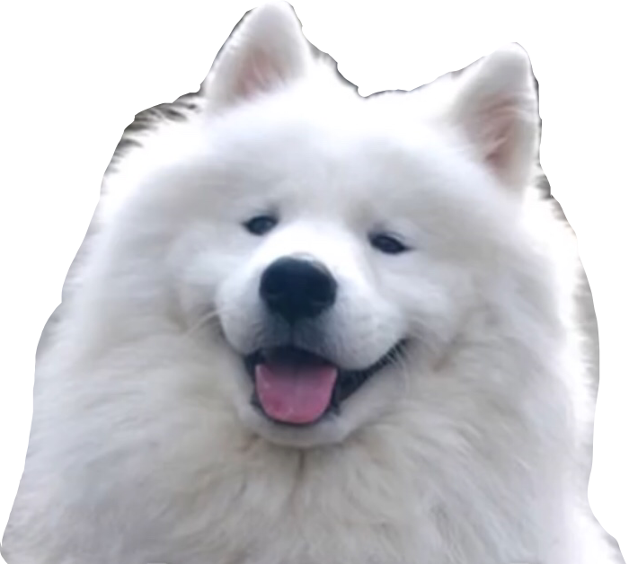 Happy Samoyed Dog Smiling PNG Image