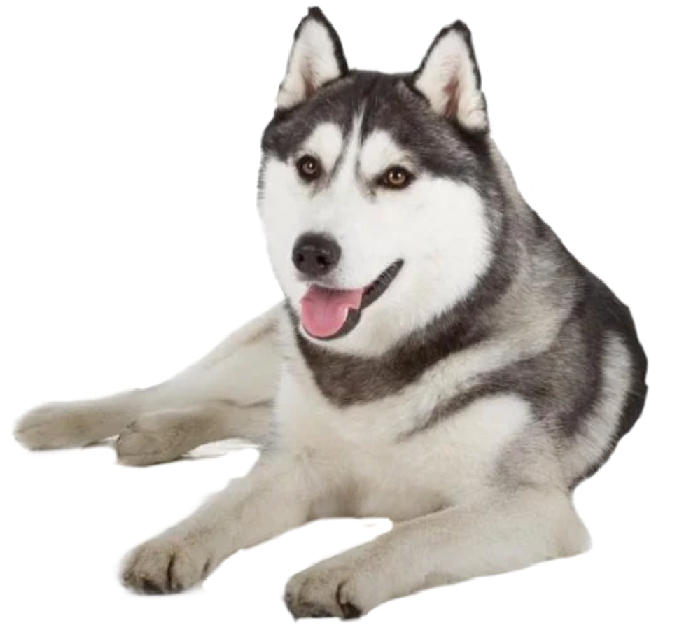 Happy Siberian Husky Lying Down PNG Image