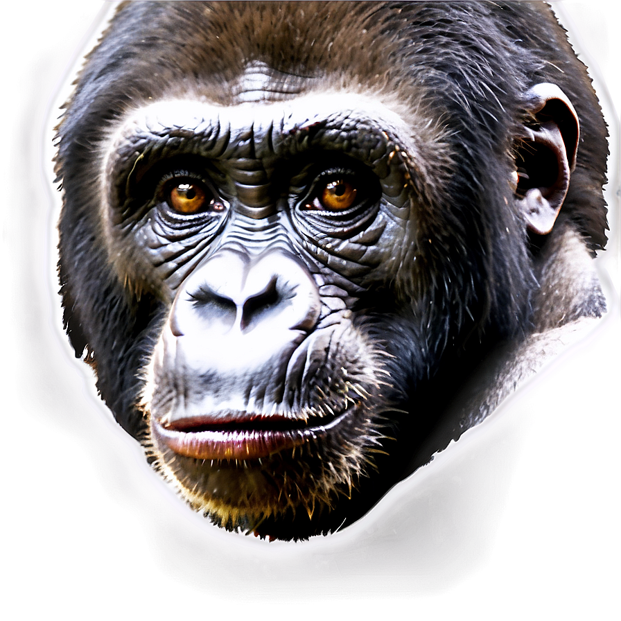 Harambe Endangered Species Png Amv PNG Image