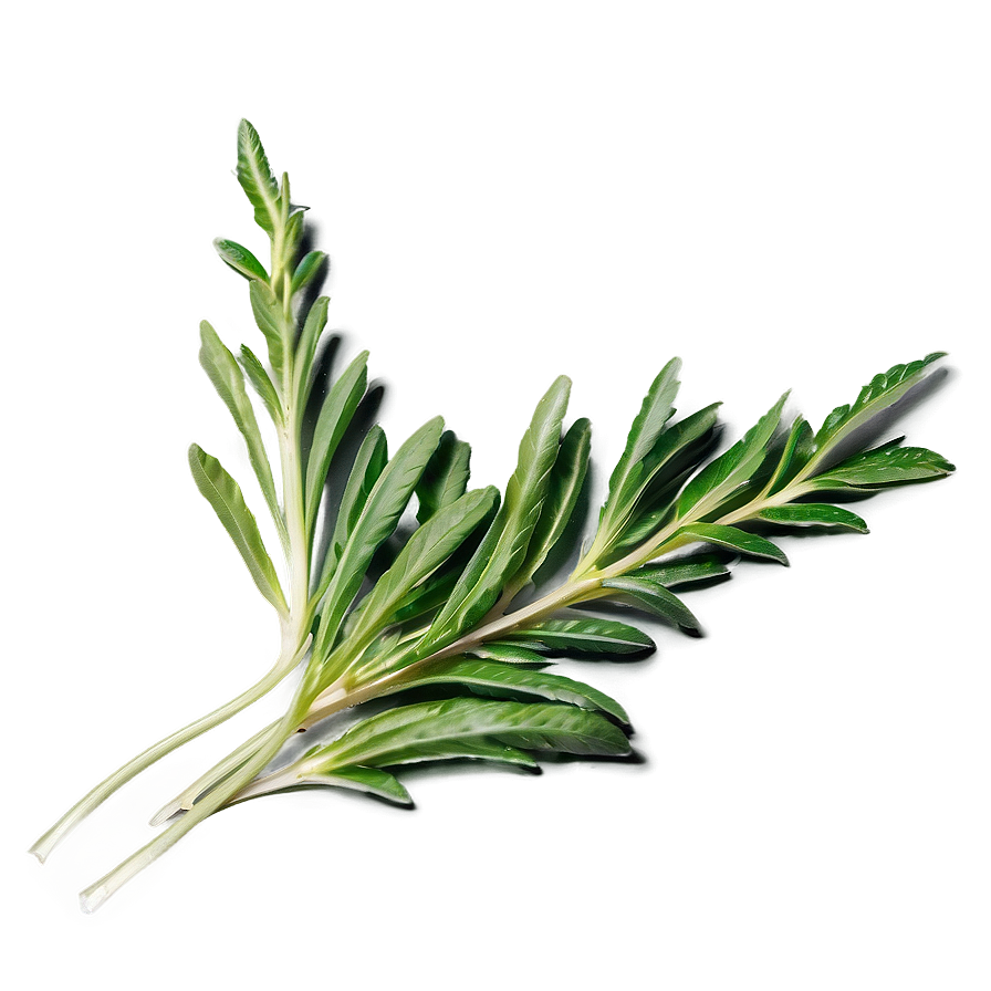 Harvested Herb Png 77 PNG Image