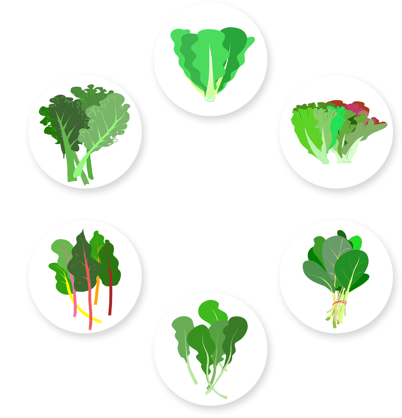 Healthy Leafy Greens Infographic PNG Image