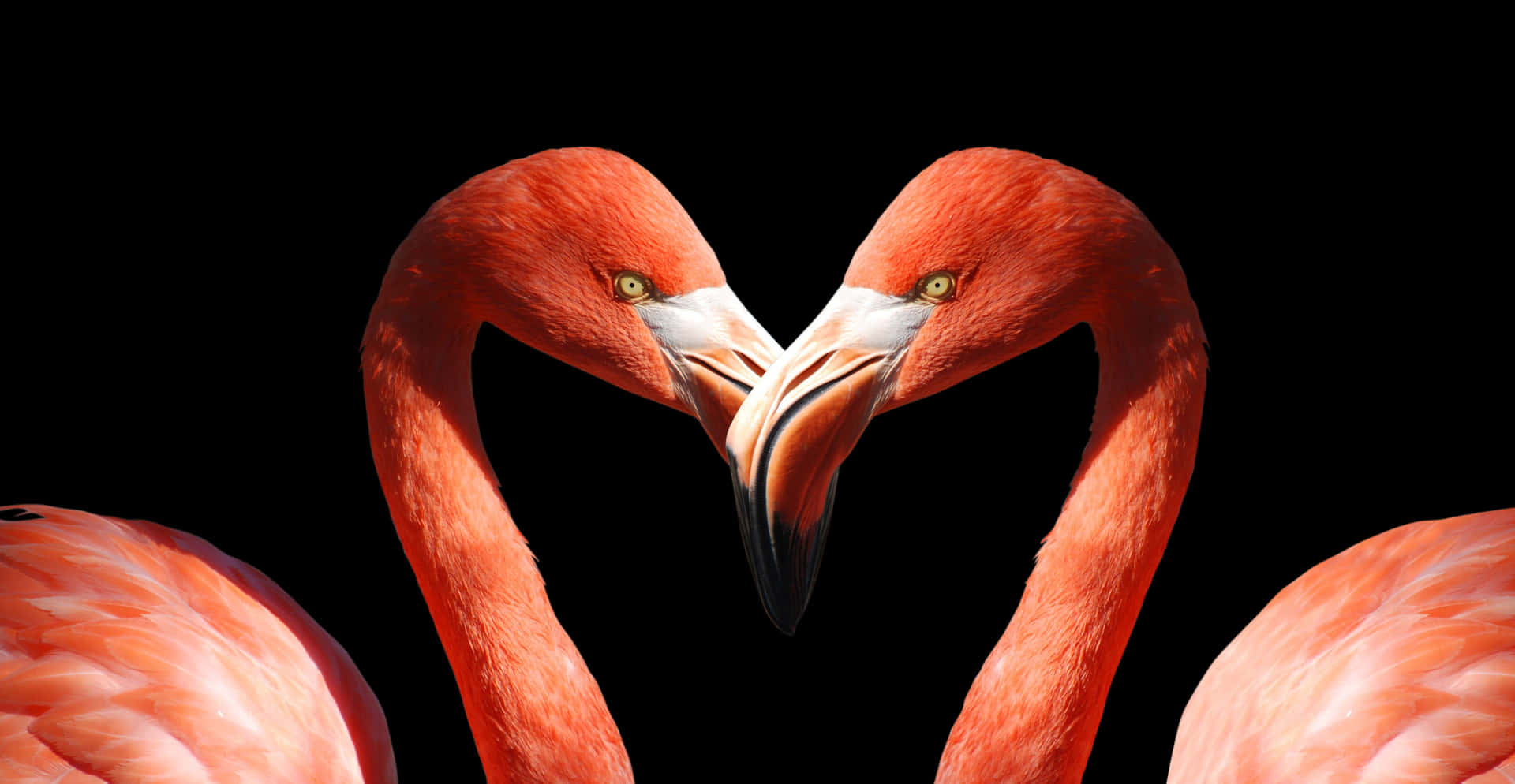 Heart Shaped Flamingo Heads PNG Image