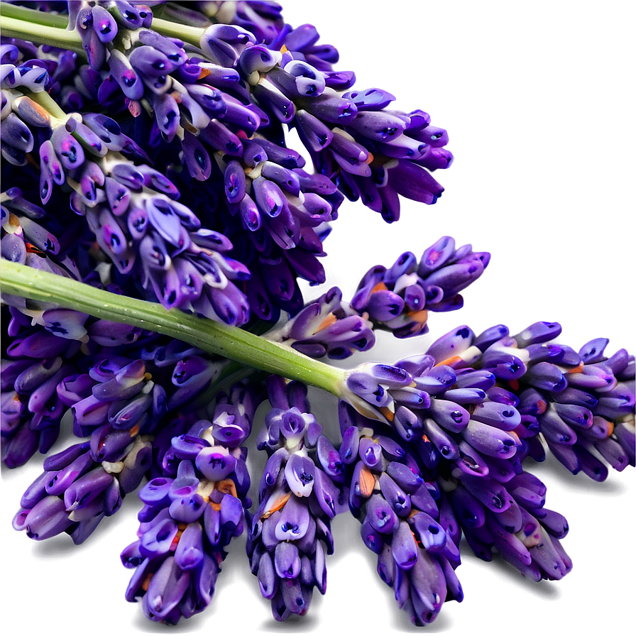 Heartwarming Lavender Png Mob45 PNG Image