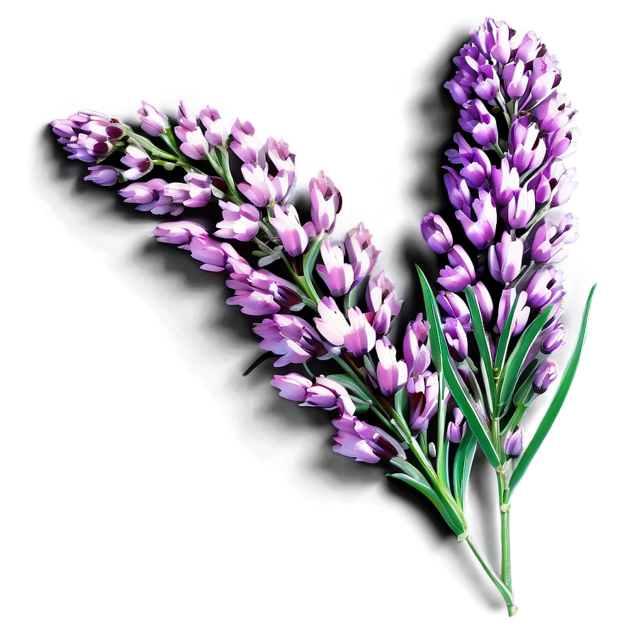 Heather Flower Art Png 68 PNG Image