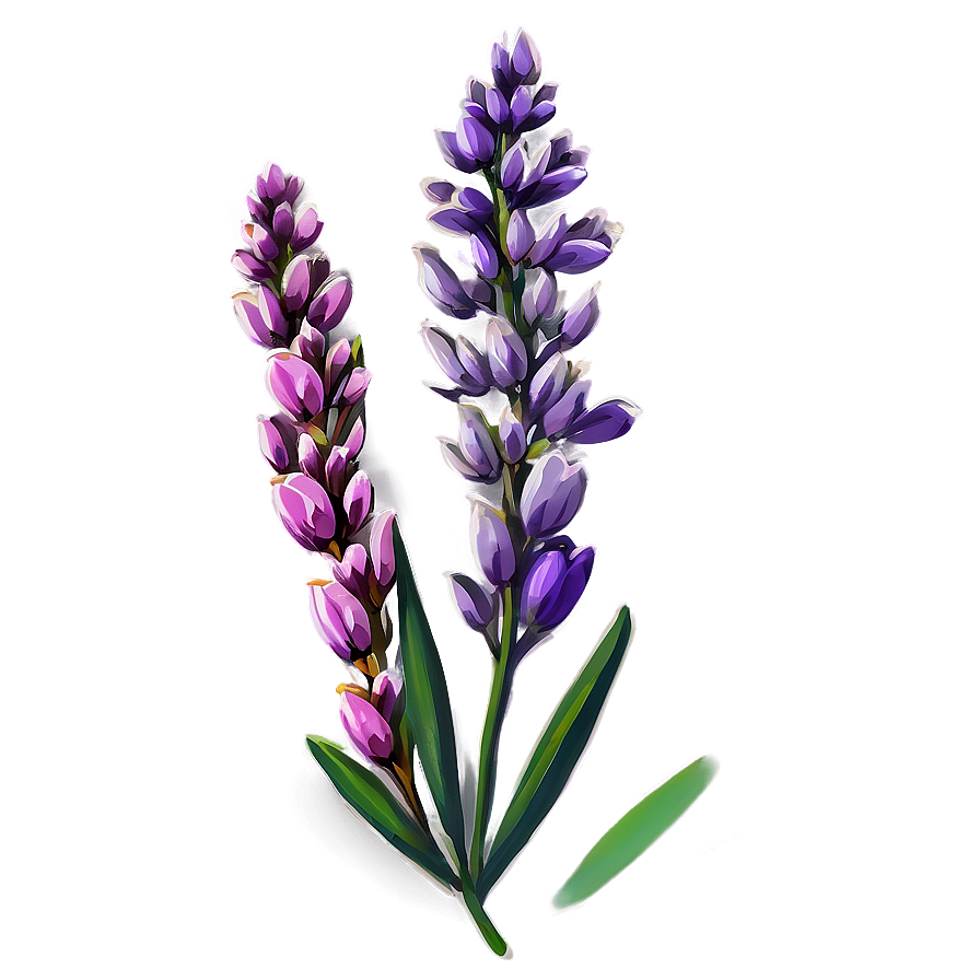 Heather Flower Art Png Qqx49 PNG Image